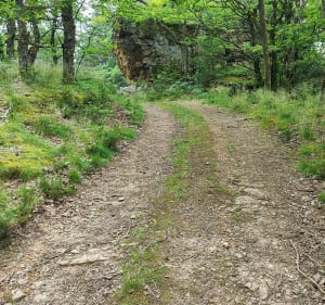 Balade en forêt dans les Grandes Genettes - Terre-de-Bancalié - 3