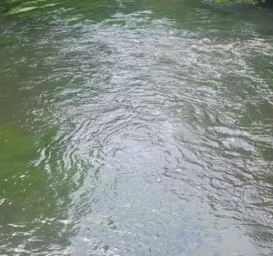 Le long de la rivière de La Vonne à Jazeneuil - Jazeneuil - 3