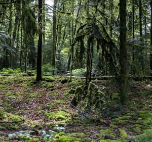 En forêt depuis le Val d'Ajol - Le Val-d'Ajol - 4