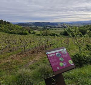 Villelongue d'Aude par le Bayle - Villelongue-d'Aude - 4