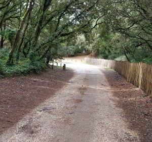 Balade vers des plages de l'océan puis marais et forêt de Dolus-d'Oléron - Beatrice - 3