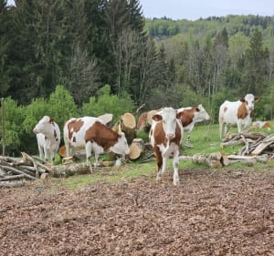 Petite balade dans les Vosges autour de La Rosière - La Rosière - 2