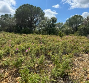 Balade dans le Bois de Bassan - Bassan - 5