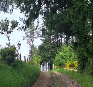 Prendre de la  hauteur entre forêts et prairies - Thizy-les-Bourgs - 5
