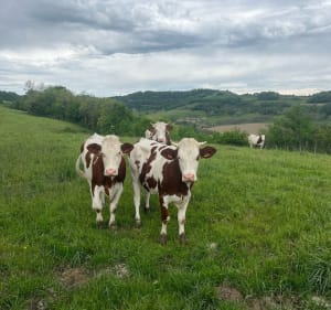 Randonnée de Chevrières, par la Girardière - Chevrières - 4