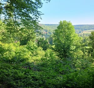 De l'étang au cèdre Atlas - Gorze - 4