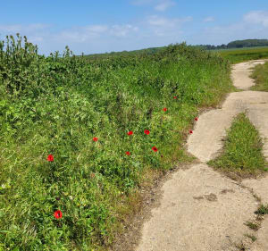 Balade au Bois de Cise - Ault - 4