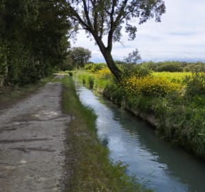 Canal de Carpentras autour de Sarrians - Sarrians - 5
