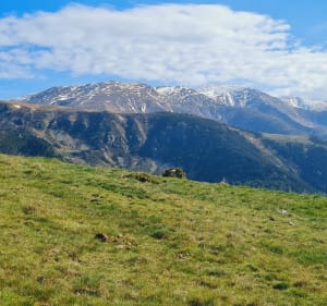 Balade jusqu'à la Cim dels Cums - Prats-de-Mollo-la-Preste - 5