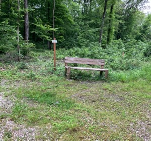 Forêt de Sarralbe : le chemin des Mardelles - Sarralbe - 5