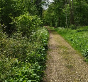 Balade en Forêt de Haye - Clairlieu sud - Brigitte - 3