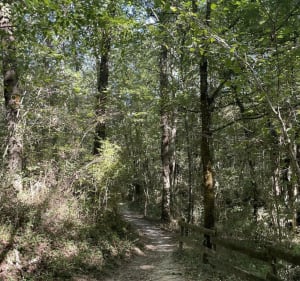 Découverte de la forêt de Pechbonnieu - Pechbonnieu - 3