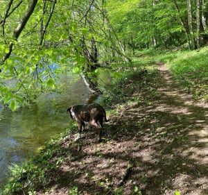 Les Tarteaux / Château Rocher / St-Rémy-de-Blot et la Sioule - Patrick - 4