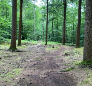 De Marigné Laillé à la Forêt de Bercé - Laurent - 3