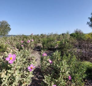 Forêt dominicale de la colle du Rouet - Le Muy - 5