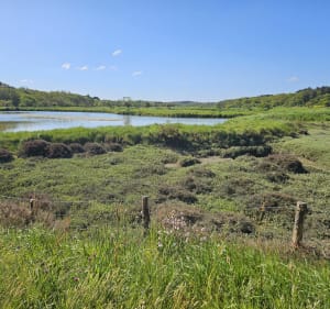 Randonnée autour de la pointe de Merquel - Mesquer - 3