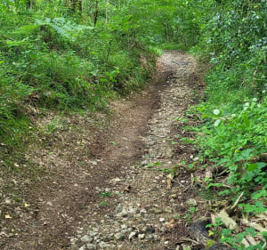 Chemin des digitales en forêt de Secondigny - Secondigny - 3