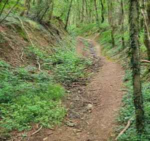 Chemin des digitales en forêt de Secondigny - Secondigny - 4