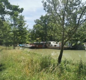 Entre canal du Midi et lac de la Ganguise - Gardouch - 3