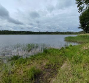 Boucle en forêt de Tronçais entre arbres et étangs - Saint-Bonnet-Tronçais - 4