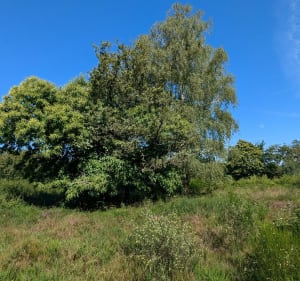 Randonnée Pierre du Loup - Bersac-sur-Rivalier - 4
