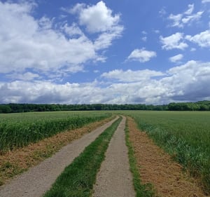 Boucle champêtre autour de Huismes et ses manoirs - Huismes - 4
