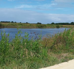 Fort Royer, Boyardville et Marais de l'Eguille - Dolus-d'Oléron - 3