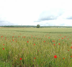 Boucle champêtre autour de Huismes et ses manoirs - Huismes - 5