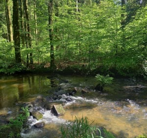 Le sentier Bertramont, féerie forestière,  Vôge-Les-Bains - La Vôge-les-Bains - 5