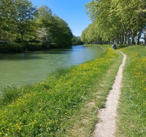 Canal du Midi au départ de Castanet-Tolosan - Castanet-Tolosan - 3