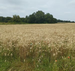 Boucle de La Thénacaise - Thénac - 3