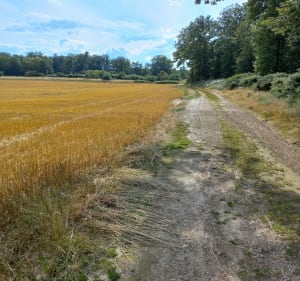 Bois et plaine près du château de Chambray - Marbois - 4
