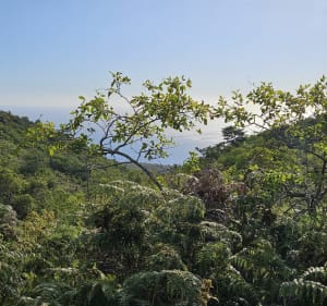 Du chemin des Anglais au domaine Fleurié - Saint-Denis - 5