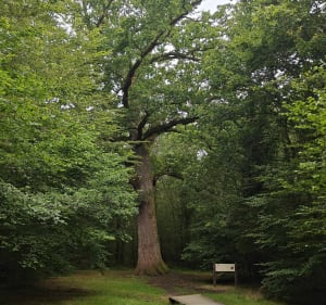 Promenade facile dans la proche forêt de Bagnoles-de-l'Orne - OLIVIER - 5