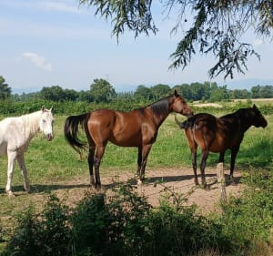 Voie bleue de Thoissey - Thoissey - 5