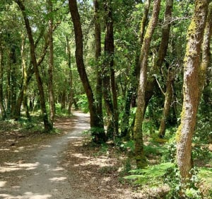 L'océan à Vertbois par la forêt - Dolus-d'Oléron - 5