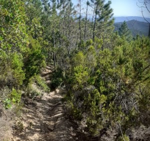 Forêt de Maures aux Arcs - Les Arcs - 5