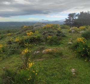 Chemin et sous bois autour de la Croix de Ternant - Orcines - 3