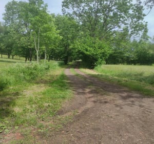 Chemin et sous bois autour de la Croix de Ternant - Orcines - 4