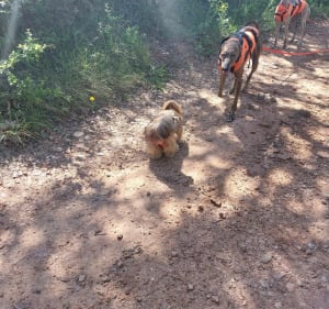 Balade canine depuis Vins-sur-Caramy - Vins-sur-Caramy - 4