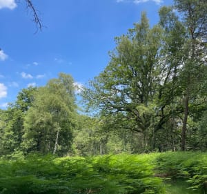 En chemin vers Saint Léger - Poigny-la-Forêt - 3
