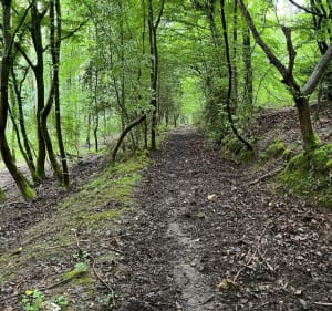 Boucle en Forêt de la Londe - Saint-Ouen-de-Thouberville - 4