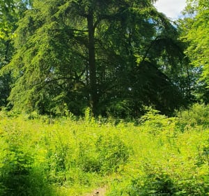 Mont du Tremble et boucle des Beaux monts - Compiègne - 3