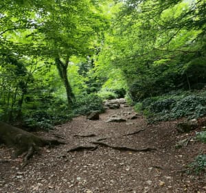 Aller-retour au col du Saint-Pilon dans la Sainte-Baume - Plan-d'Aups-Sainte-Baume - 3