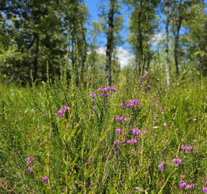 Balade dans les bois de Rochefort en Yvelines - Rochefort-en-Yvelines - 3