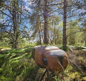 Balade dans les bois de Rochefort en Yvelines - Rochefort-en-Yvelines - 5