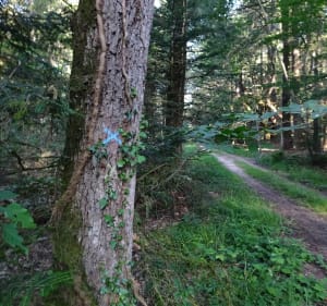 Découverte de la Touraine, autour de Beaumont la Ronce - Beaumont-Louestault - 4