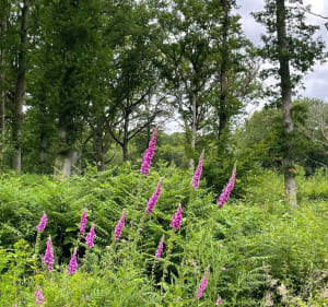 Forêt de Poigny - Poigny-la-Forêt - 3
