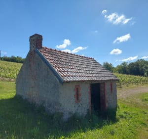 Au cœur de la réserve naturelle des Coteaux du Pont Barré - Beaulieu-sur-Layon - 4