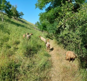 Au cœur de la réserve naturelle des Coteaux du Pont Barré - Beaulieu-sur-Layon - 5